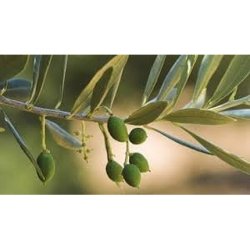 Olive Shower Gel Wellness & Revival with Organic Greek Virgin Olive Oil for All