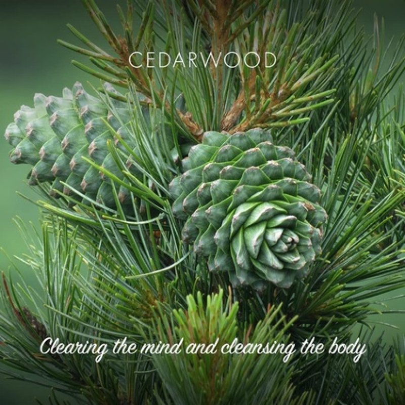 Friendly Soap Handmade Natural Cedarwood Soap 95g