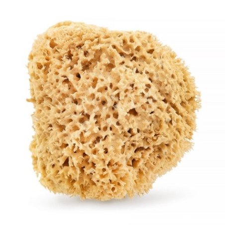 Natural Sea Sponge 175cm Brown