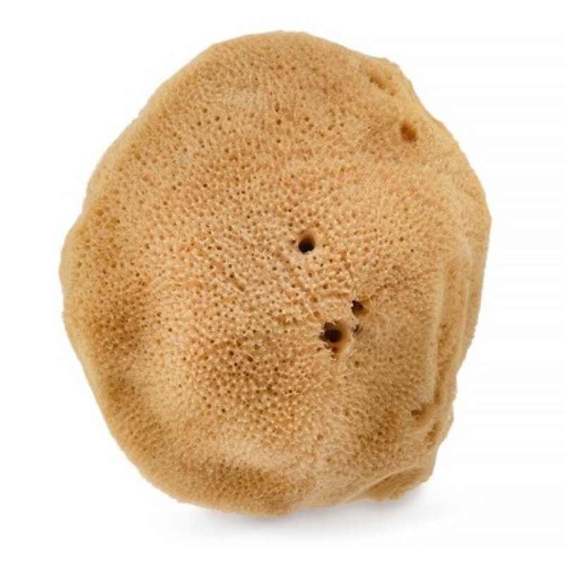 Natural Sea Sponge 95cm Brown