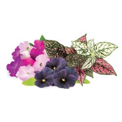 Click & Grow - Plant Pods 9-Pack - Vibrant Flower Mix