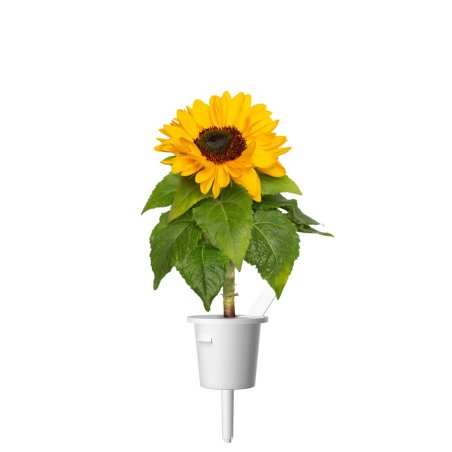 Click and Grow - Smart Garden Refill 3-pack - Mini sunflower, 100% pollen-free and easy to grow - Mini - Yellow