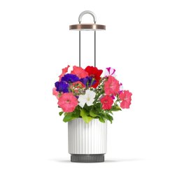 Click and Grow - HydroVase - White