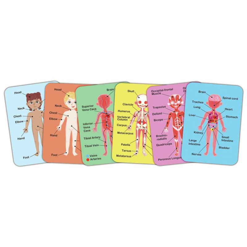 Hape Human Body Magnetic Puzzle Puzzle à formes Peuple