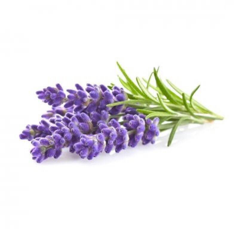 Click and Grow - Smart Garden Refill 3-pack - Lavender (SG-009)